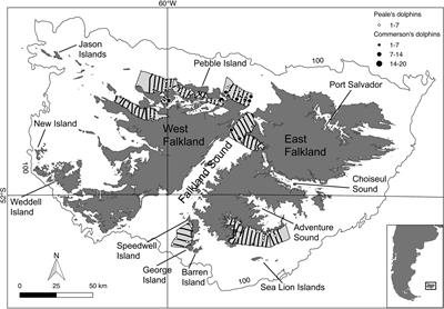 Habitat Partitioning in Sympatric Delphinids Around the Falkland Islands: Predicting Distributions Based on a Limited Data Set